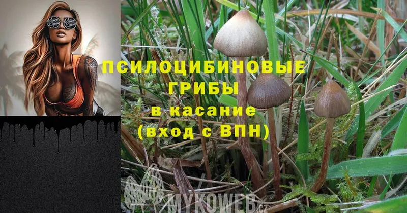 купить  сайты  Цоци-Юрт  Галлюциногенные грибы Psilocybe 